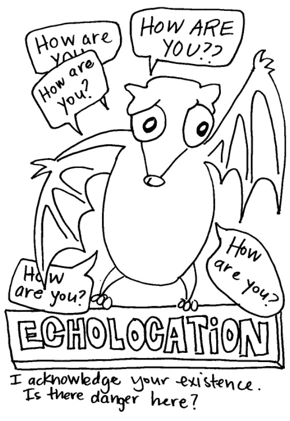 A worried cartoon bat that has four speech bubbles around him saying "how are you". The bottom says "Echolocation: I acknowledge your existence. Is there danger here?"
