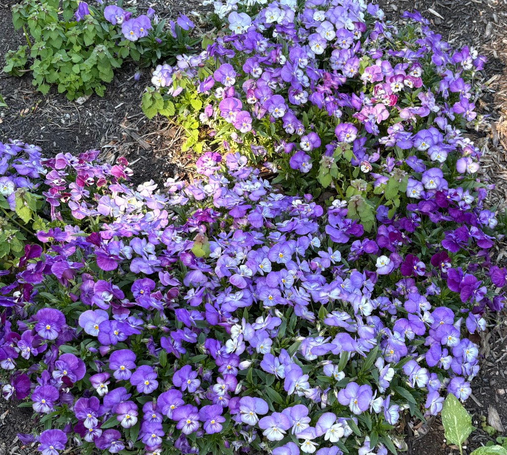A profusion of violets